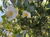 庭に椿が咲いたのですが 種類がわかりません 椿の花の名前がわ Yahoo 知恵袋