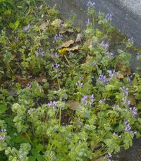 最近よく見る草 ピンクの花 はなんと言う名前ですか シソ科のホト Yahoo 知恵袋