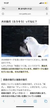 ある犬種を探しています 山羊に似てる小型犬で 名前にチがついていた Yahoo 知恵袋