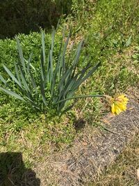 この花の名前は何ですか 葉と茎から水仙っぽいと思ったのですが 水仙はこ Yahoo 知恵袋