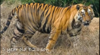 300kgのトラの天敵となる野生動物は存在しますか ト Yahoo 知恵袋