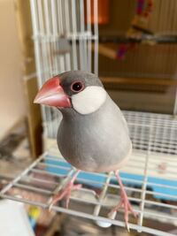 文鳥の性別について 去年の10月から飼い始めましたが Yahoo 知恵袋