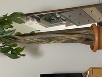 パキラを買ったんですが 枯らしてしまいました幹はぶよぶよした感じはなく Yahoo 知恵袋