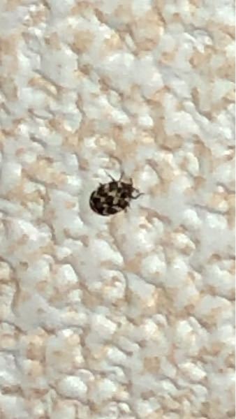 この虫？みたいなやつはなんですか？！ 最近部屋の壁に出てくるのでとても怖いです。 色々調べてみたのですが出てこなくて。。 教えてください！！