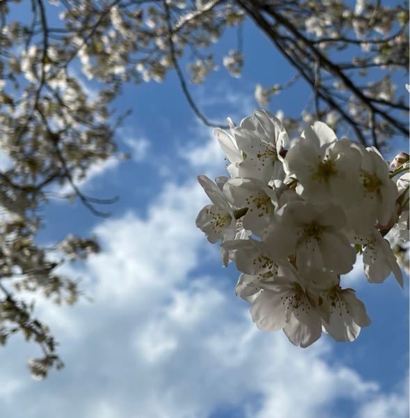 白い桜 に関するq A Yahoo 知恵袋