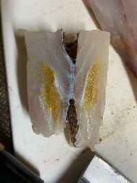 鯛を釣ってきて刺身で食べようとしたら 鯛の身の中に黄色い線状 Yahoo 知恵袋