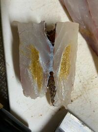 鯛を釣ってきて刺身で食べようとしたら 鯛の身の中に黄色い線状 Yahoo 知恵袋