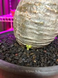 観葉植物屋さんで購入したパキポディウムグラキリスの付け根の方に小さな芽 Yahoo 知恵袋