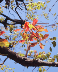 桜の木の成長を止める方法は無いですか Yahoo 知恵袋