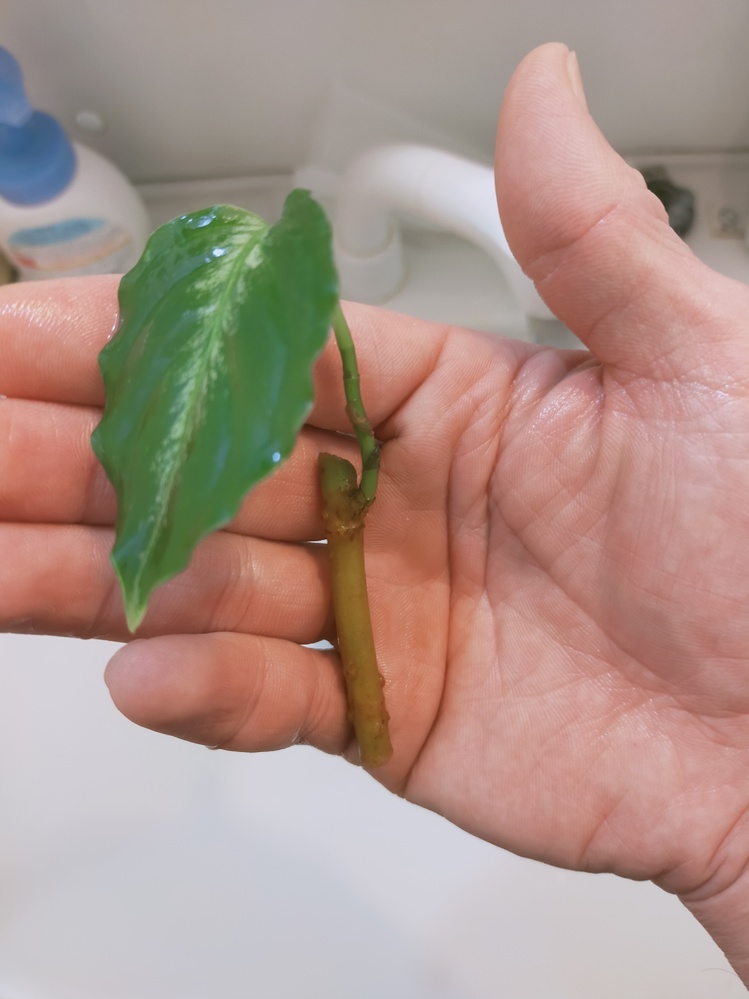 アグラオネマの根腐れについて 温室でやらかしました 芋 Yahoo 知恵袋