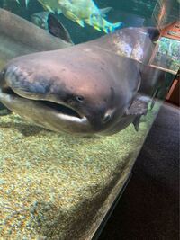 サメの名前について このサメはネブリブカって名前のサメで Yahoo 知恵袋