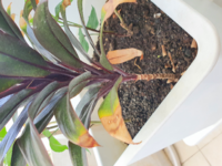 挿し木できない植物はありますか 何ですか 竹ですら出来るとか聞 Yahoo 知恵袋