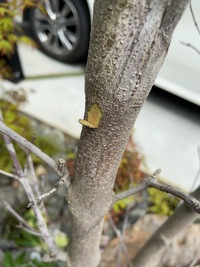 やまぼうし春になりましたが 花が咲きません 鉢で育てております 写真に映した実 Yahoo 知恵袋