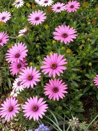 この花の名前を教えて下さい ケープマーガレットかとおもいます Yahoo 知恵袋