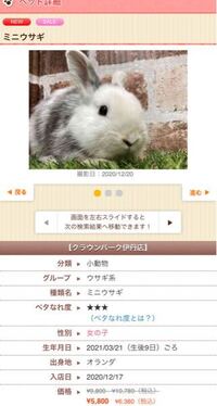 ミニうさぎの価格が生後9日で 既にセールとなっています 雑種と呼ば Yahoo 知恵袋