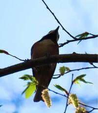 鳥の種類

写真の鳥について
種類が分かる方、ご教示ください。

先週福岡県で撮影したものです。
ハッキリと映っていないため、同定が困難かもしれません。 