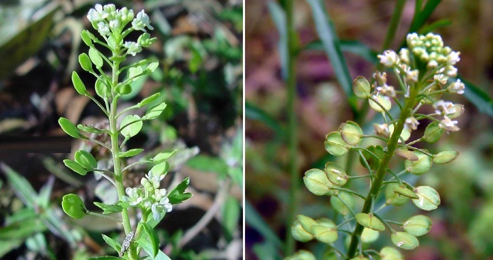 ぺんぺん草なずなに似いてるけれど葉っぱの形がハートではなく音 Yahoo 知恵袋