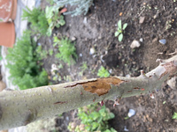 庭の月桂樹の表皮剥がれありました 何か病気でしょうか Yahoo 知恵袋