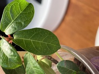 フィカスという観葉植物なんですが 最近葉っぱに 白い斑点がで Yahoo 知恵袋