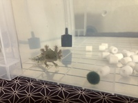 ウーパールーパーを飼い始めたのですが 水替えって どうやってするんですか Yahoo 知恵袋