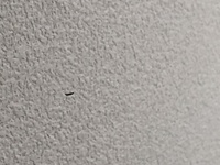 朝起きたら天井から尺取り虫のような幼虫がぶら下がっていました 真っ黒で Yahoo 知恵袋