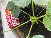 イチゴのランナーの見分け方が分かりません そもそもこの時期にもランナーって Yahoo 知恵袋