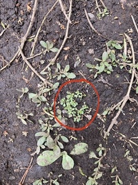 去年の夏にヒメイワダレソウを植えました この小さな芽は ヒメ Yahoo 知恵袋