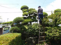 植物の名前を詳しくないので教えてください 四角く剪定さ Yahoo 知恵袋