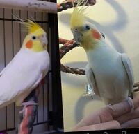 彼の大体の年齢がわかる方いますか 1 2歳とか 3 5 Yahoo 知恵袋