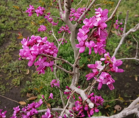 葉の無い枝に直接濃いピンクの花が咲いた樹を見付けました Yahoo 知恵袋