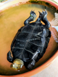 うちで飼っている子ガメが日中仰向けでいます カメにとって仰向けは Yahoo 知恵袋