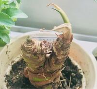 軟腐症 根腐れ 画像有り 葉をすべて切り3ヶ月ほど放置していたクワ Yahoo 知恵袋