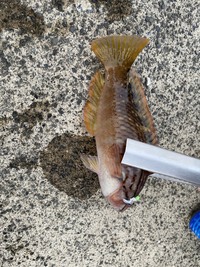 この魚は何という魚ですか 静岡県の清水港の堤防で釣りました ア Yahoo 知恵袋