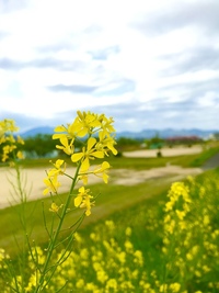 この花は何ですか 狭義の 在来種の アブラナでもセイヨウアブ Yahoo 知恵袋