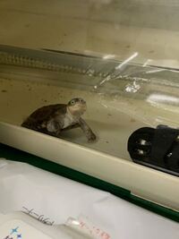 この亀はなんという種類の亀ですか 見た事のない亀なので気になって質問し Yahoo 知恵袋