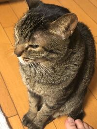 愛猫が可愛すぎて辛いです 一時たりとも離れたくないです運命でしょう Yahoo 知恵袋