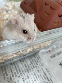 ハムスターの車移動についてハムスターのパールホワイトを飼い始めて Yahoo 知恵袋