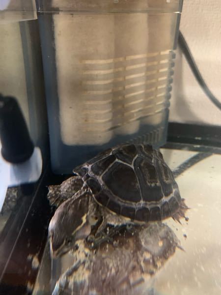 カメを飼っているのですが、首の右側がぷくっと膨らんでいます。しこり 