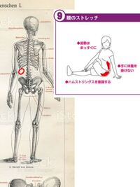 左の脇腹の後ろら辺の痛みについて質問です 骨の画像の赤 のところ Yahoo 知恵袋