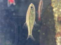 この魚の名前が知りたいです 近所のホームセンターで数年前に黒 Yahoo 知恵袋