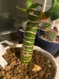 3年前に買ったミリオンバンブーの茎が黄色くなってしわしわになってきました Yahoo 知恵袋