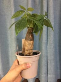 パキラという植物を大学の入学式でいただいたのですが このサイズの木に対 Yahoo 知恵袋
