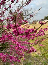 この花は何という名前ですか マメ科のハナズオウです Yahoo 知恵袋