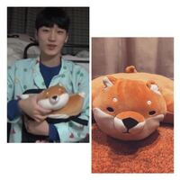 Ateezサンくんお気に入りのシバ 画像の柴犬のぬいぐるみはどこかで売 Yahoo 知恵袋
