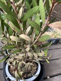 ブラシの木が枯れてきました 庭に植えて8年になるブラシの Yahoo 知恵袋