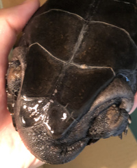 亀の皮膚病の治療にイソジンがいいと聞いたのですが １日何回 何日 Yahoo 知恵袋