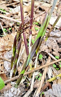 庭の笹に花が咲きました 母が笹は花が咲くと枯れると聞いて来たのですが Yahoo 知恵袋