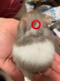 ハムスターが脱走しました 掃除をしたことがないタンスの裏にホコリまみれで Yahoo 知恵袋