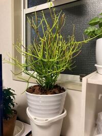 ミルクブッシュを買って一ヶ月です 新芽が生えてきました Yahoo 知恵袋