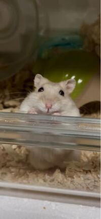 著作権 引用 に関して他人の小説のセリフを 名言集 として引用でき Yahoo 知恵袋